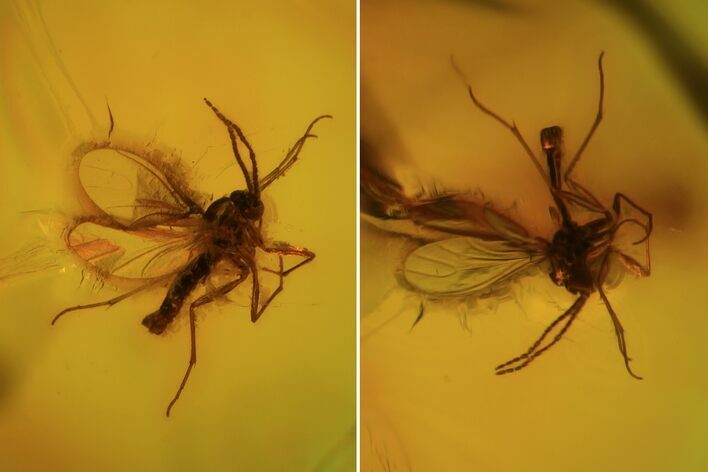 Fossil Fly & Spider In Baltic Amber #81703